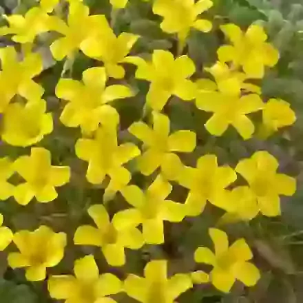 Oxalis